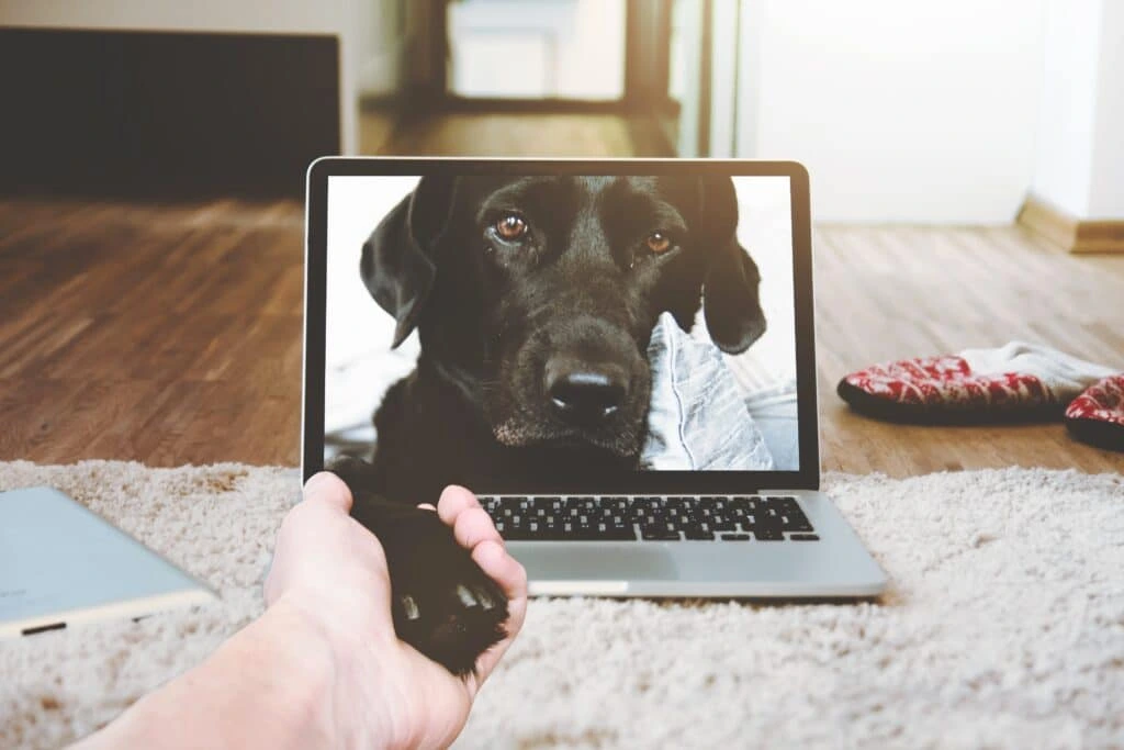 Dog Reaching Through Laptop Screen to Shake Hands with Website Services Provider